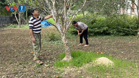 Ước mong phục hồi vùng cam sành đặc sản Lục Yên (13/1/2025)
