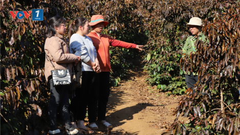 Sương muối, băng giá gây thiệt hại năng suất cà phê tại Sơn La (14/1/2025)