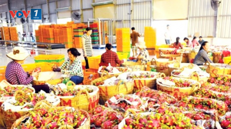 Năm 2025: rau quả hướng tới mục tiêu 8 tỷ USD (12/1/2025)
