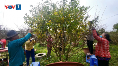 Về Hậu Giang xem lặt lá mai đón Tết (15/1/2025)