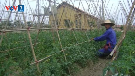 Ngộ độc thực phẩm và câu chuyện rau hai luống. (05/01/2016)