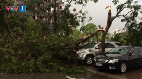 Thời sự chiều ngày 13/6/2015: Chiều nay tại Hà Nội đã xảy ra một trận mưa dông, tố lốc khiến nhiều cây xanh gẫy đổ