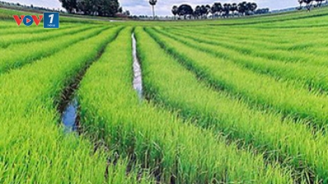 Quản lý cỏ dại tổng hợp trên lúa xuân. (06/01/2016)