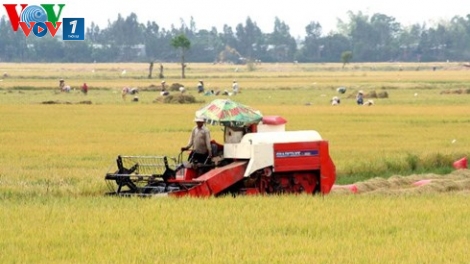 Hậu Giang tập trung các nguồn lực đầu tư để phát triển ngành nông nghiệp bền vững. (27/3/2016)