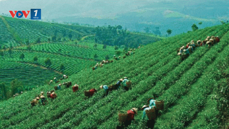 Cần nâng cao hiệu quả sử dụng đất nông lâm trường (29/12/2015)