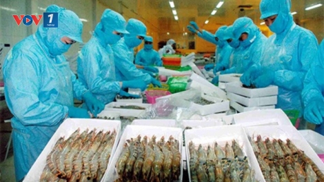 Thủy sản xuất khẩu bị trả về: Hậu quả của lối làm ăn tùy tiện.(22/12/2015)