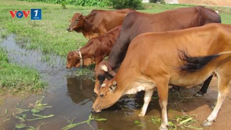 Phòng bệnh cho trâu bò trong thời điểm giao mùa. (17/02/2016)