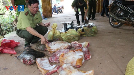 Pháp luật và đời sống ngày 30/12/2014: Tận diệt thú rừng do buông lỏng quản lý tại tỉnh Bình Phước - Trên chống, dưới tiếp tay.