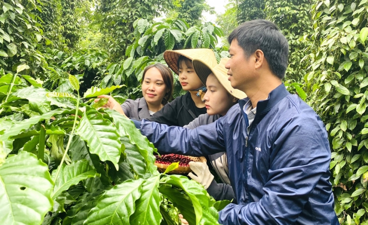 Thu hoạch cà phê ở vùng trồng của Công ty TNHH Sản xuất và Thương mại Vương Thành Công ở thành phố Buôn Ma Thuột, tỉnh Đắk Lắk