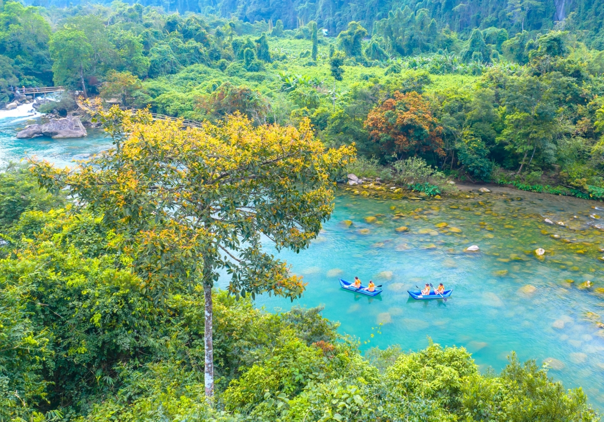 Hoa Vàng Anh nở rộ dọc theo suối Moọc trong Vườn Quốc gia Phong Nha - Kẻ Bàng, thu hút nhiều du khách đến tham quan, chụp ảnh.