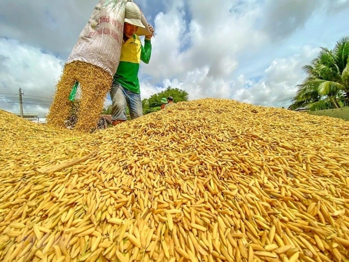 Nông dân thu hoạch lúa ở đồng bằng sông Cửu Long 