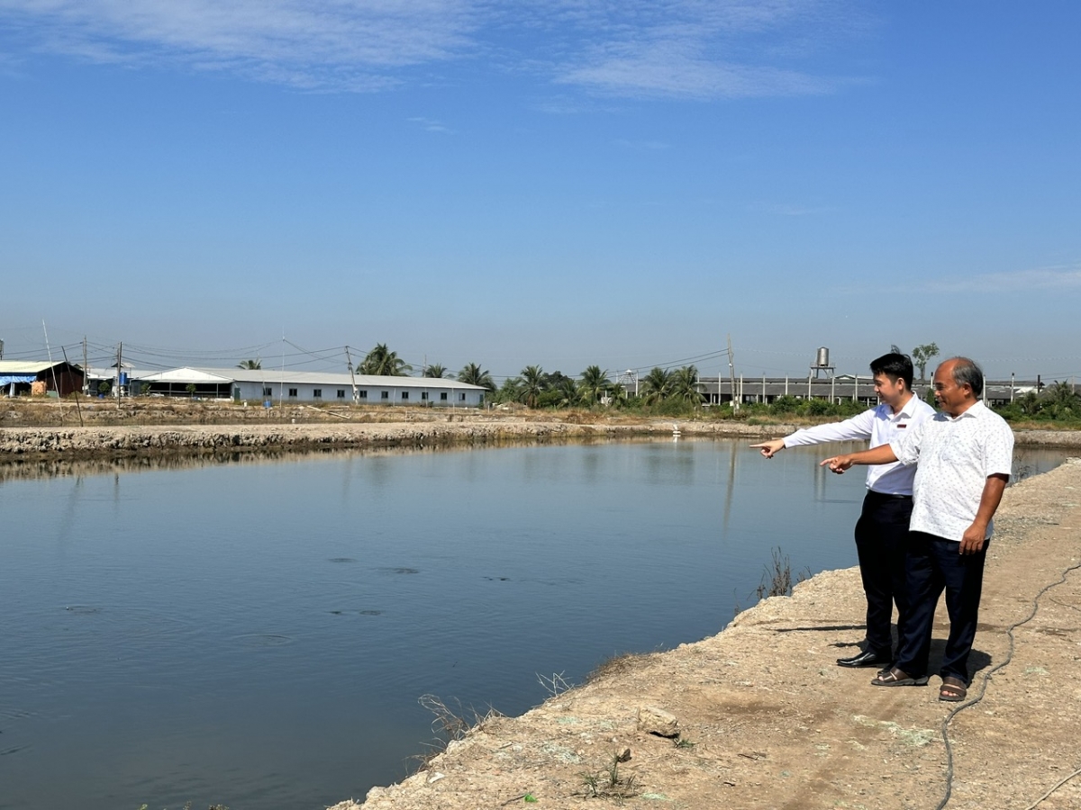 Ông Chinh cùng cán bộ tín dụng Agribank chi nhánh Bắc Long An kiểm tra ao cá thát lát.