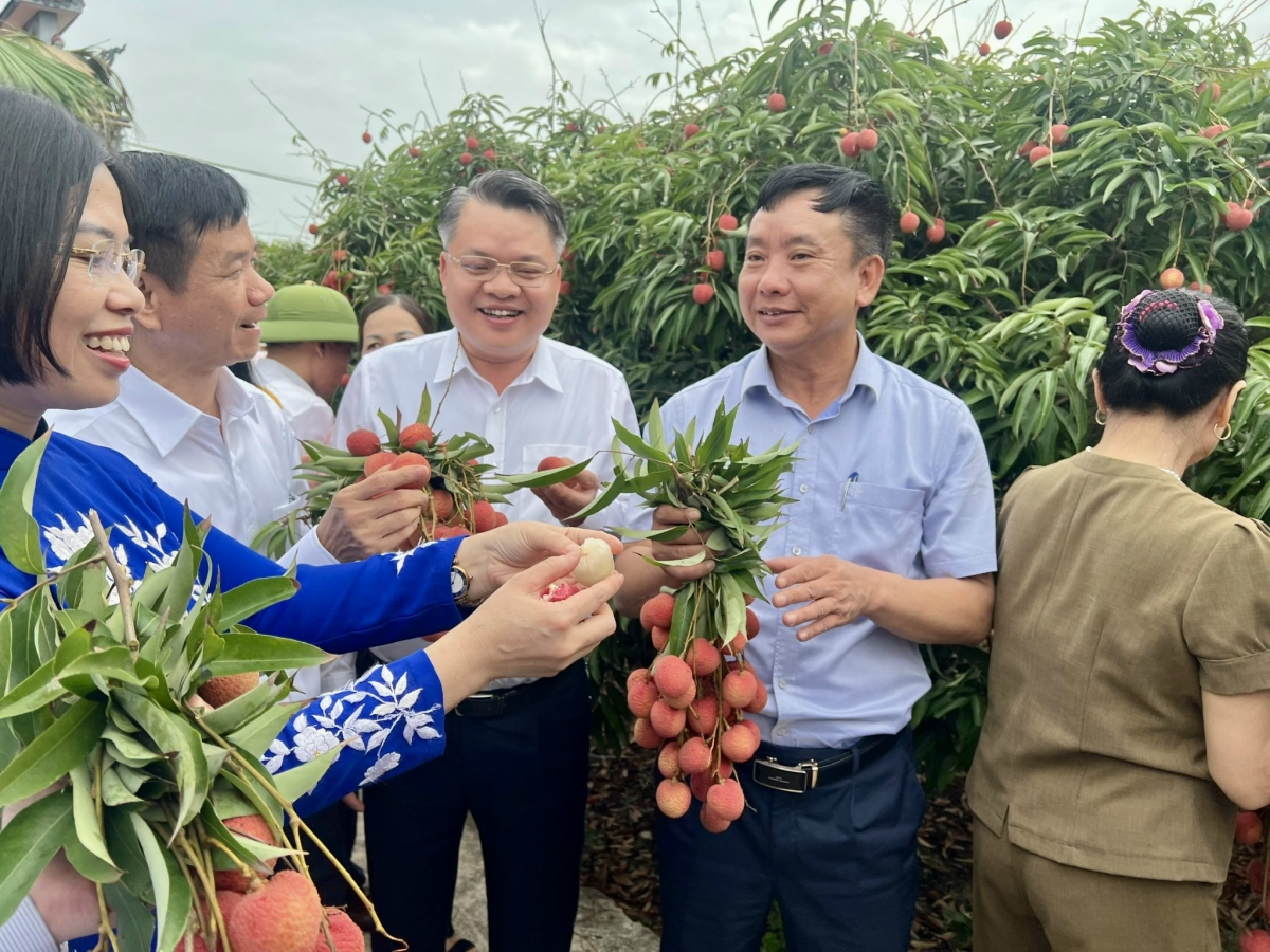 Các đại biểu tham dự lễ mở vườn vải thiều tại xã Thanh Quang, huyện Thanh Hà, Hải Dương