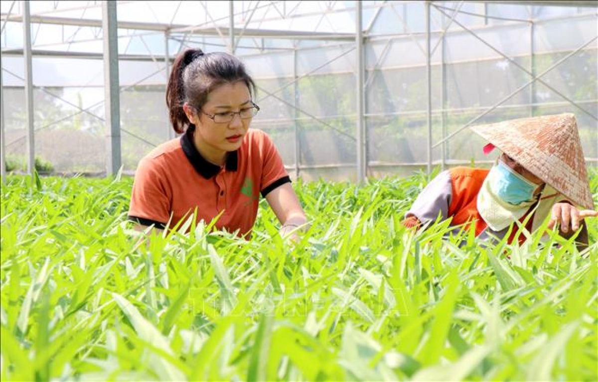 Chị Nguyễn Thị Trâm ở Lương Tài, Bắc Ninh với mô hình khởi nghiệp sản xuất nông nghiệp công nghệ cao
