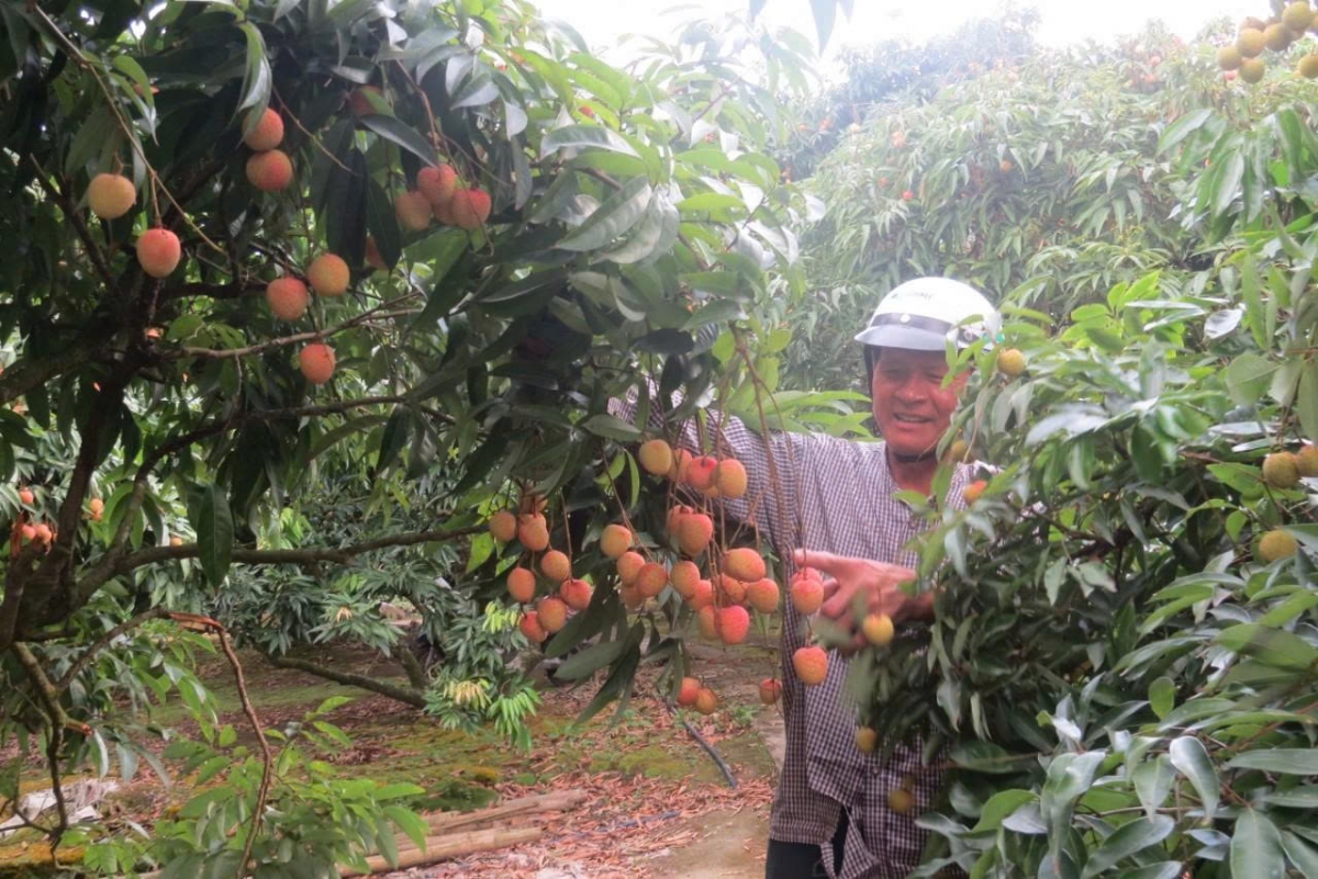 Các hộ dân trồng vải tại Thanh Hà (Hải Dương) bắt đầu thu hoạch vải sớm.