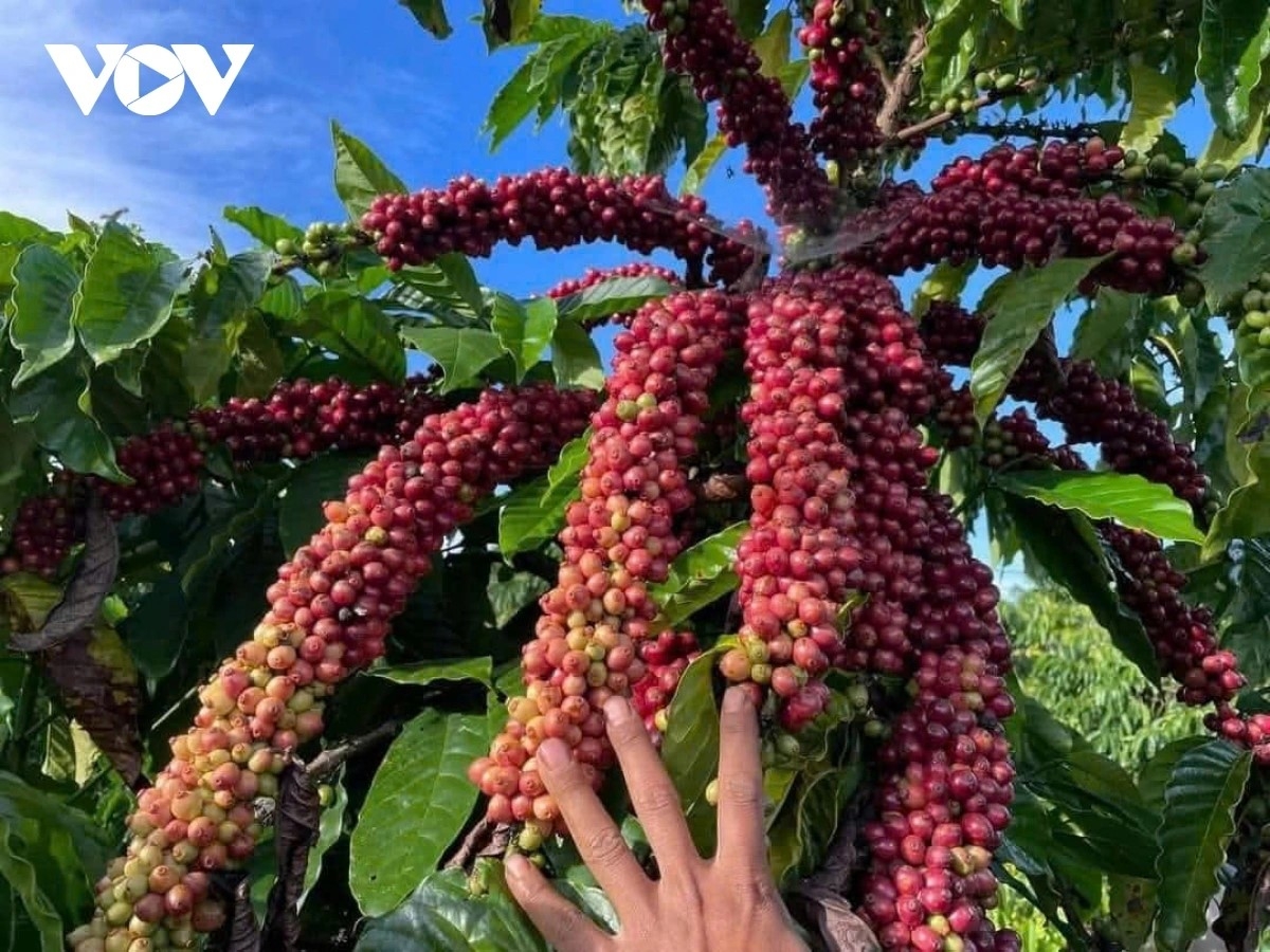 Từ đầu năm nay, nông sản Tây Nguyên được mùa, giá tăng, tạo thu nhập ổn định cho nhiều hộ dân.