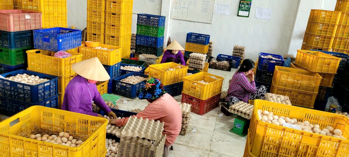 Chăn nuôi đảm bảo an toàn sinh học thì sản phẩm gia cầm mới đạt chất lượng cao, được thị trường ưa chuộng