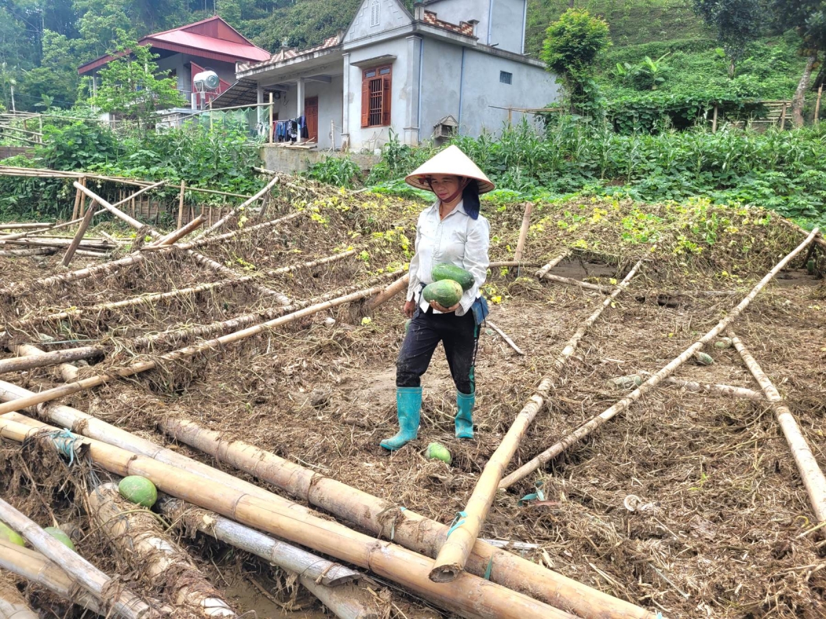Chị Nình Thị Nhung dọn dẹp ruộng bí xanh sau khi lũ cuốn qua.