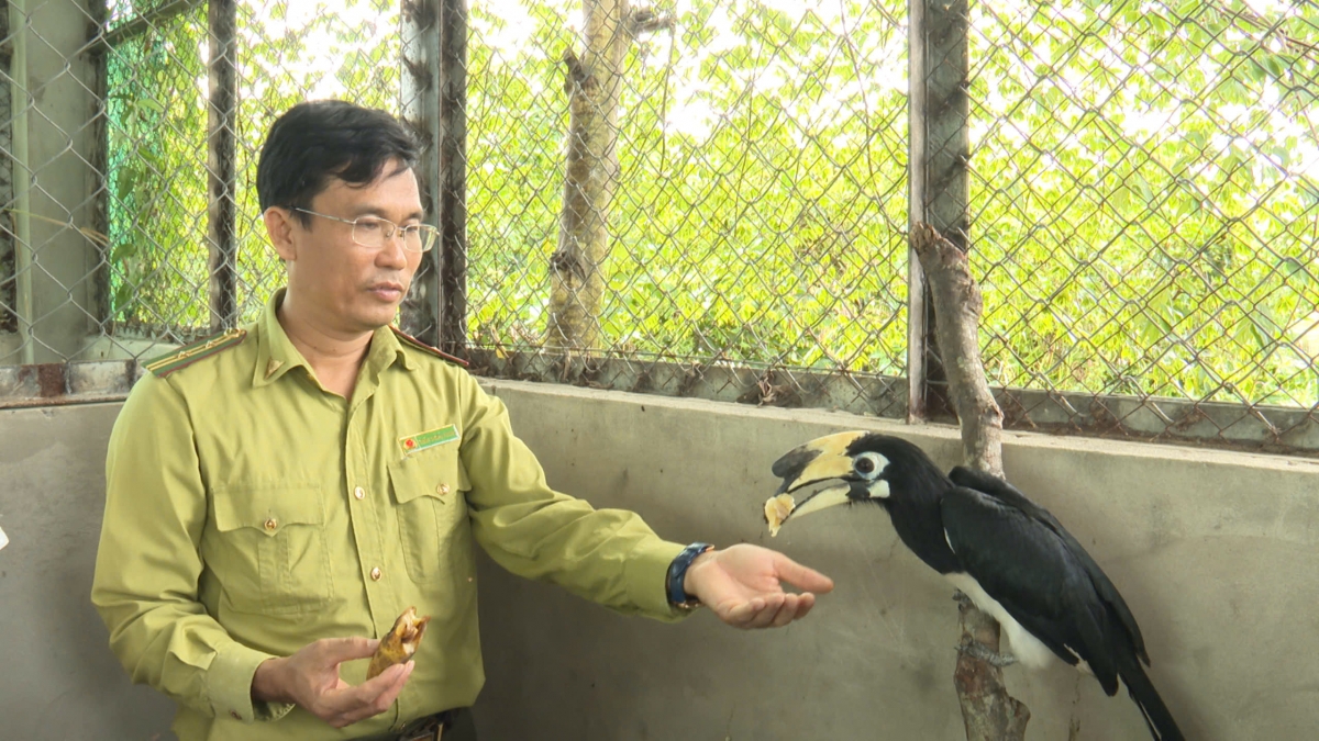 Chim cao cát được cứu hộ, nuôi dưỡng khỏe mạnh tại Vườn sưu tập thực vật và cứu hộ động vật hoang dã trước khi đưa về thả ở Vườn Quốc gia Cát Tiên