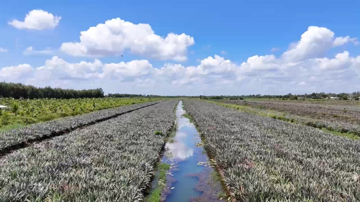Đồng Tháp và Tiền Giang đều có một hệ sinh thái vùng Đồng Tháp Mười