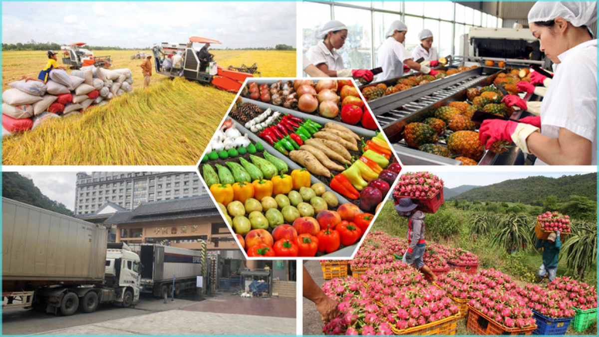 Giá trị xuất khẩu nông lâm thủy sản năm 2024 đạt mức cao kỷ lục 62,5 USD.