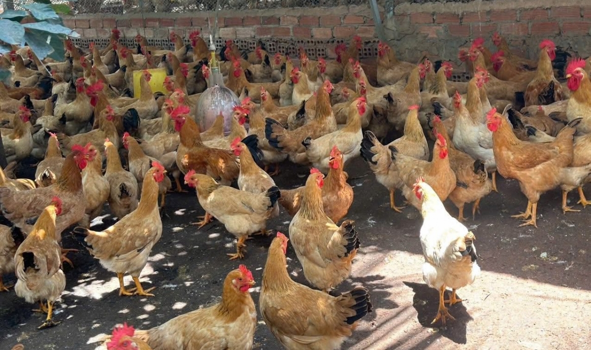 Đàn gà đẻ được nuôi tại huyện Thống Nhất, tỉnh Đồng Nai