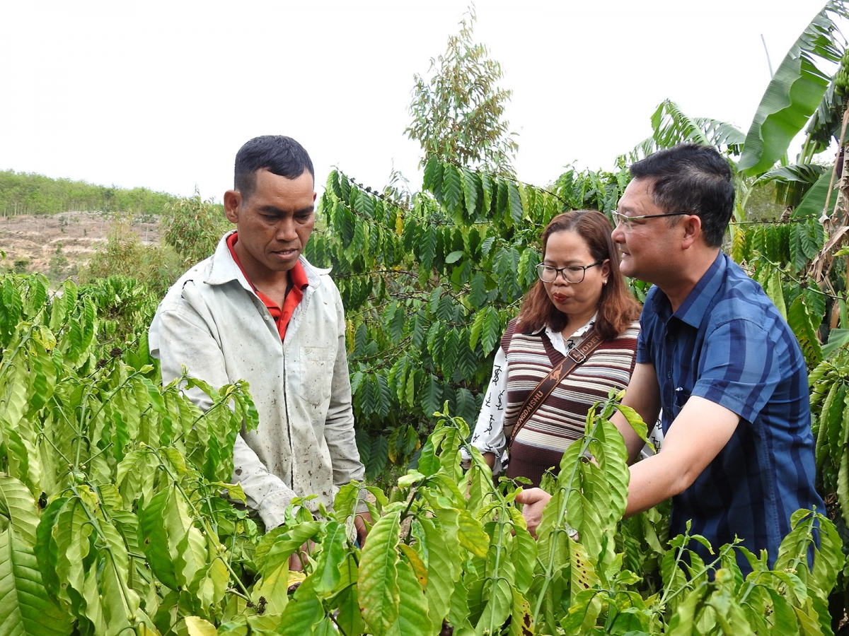 Cán bộ, đảng viên xã Ya Xiêr, huyện Sa Thầy, tỉnh Kon Tum hướng dẫn người dân chăm sóc cây cà phê.