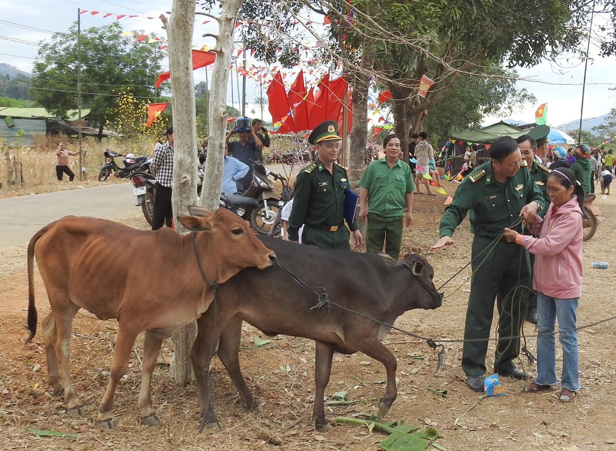 Cán bộ chiến sỹ Biên phòng tỉnh Kon Tum tặng bò sinh sản giúp hộ nghèo biên giới phát triển kinh tế gia đình.