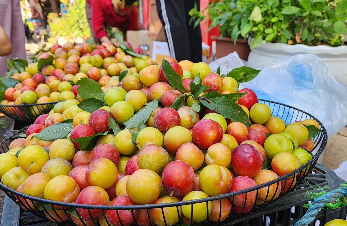 Mận tam ha được ví là " cherry Sơn La"