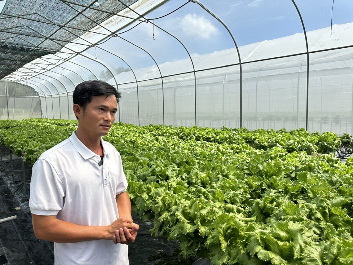 Anh Lê Văn Dể bên vườn rau nuôi bằng phương pháp thủy canh chuẩn bị cho thu hoạch.
