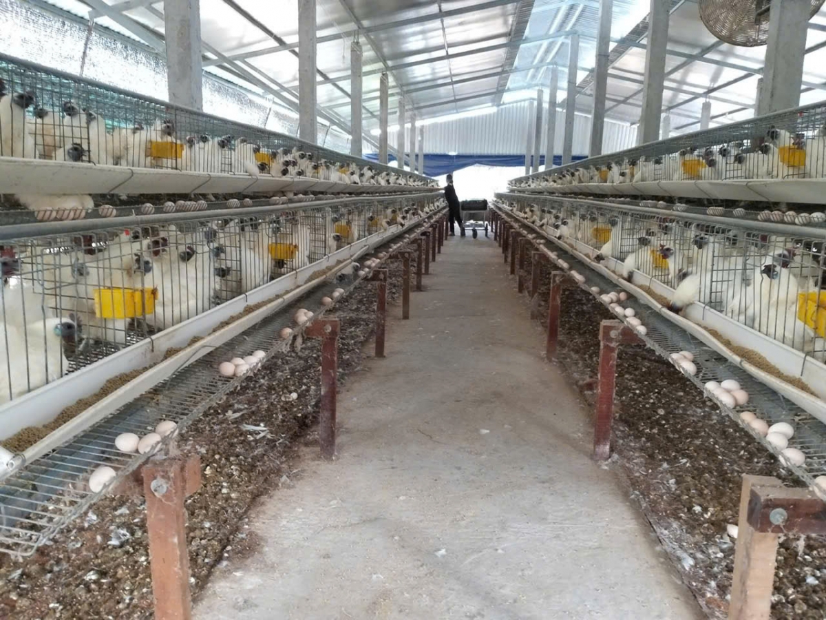 Trang trại nuôi gà ác tại xã Lương Hòa Lạc, huyện Chợ Gạo