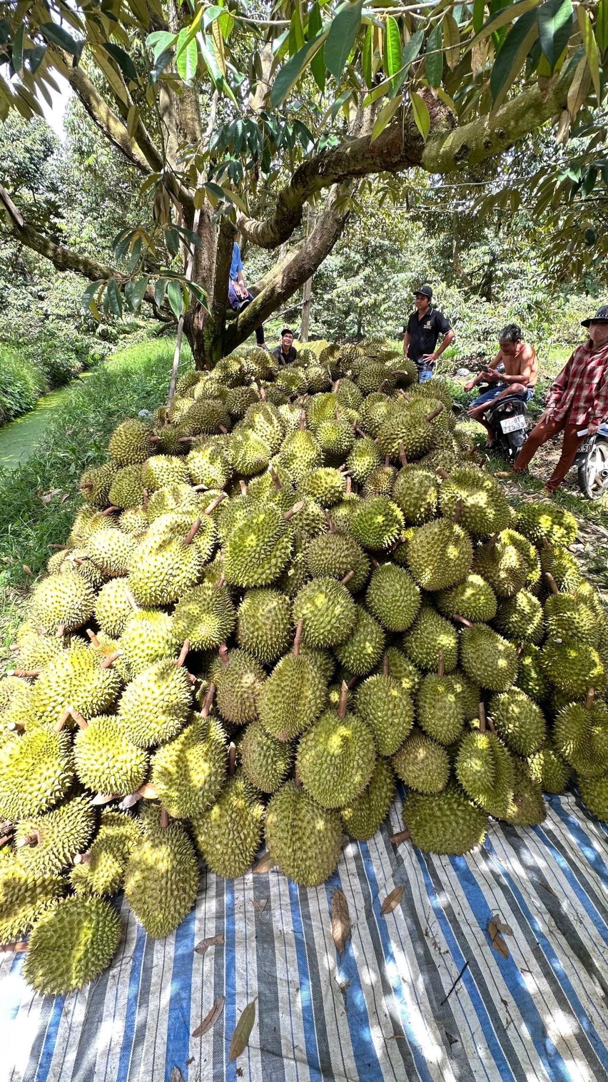 Vườn sầu riêng tại tỉnh Tiền Giang vào mùa thu hoạch rộ