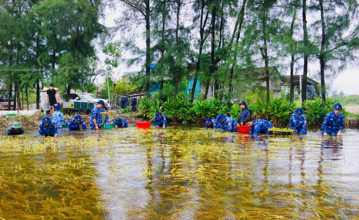 Cán bộ, chiến sỹ Hải đội 202 thu hoạch lúa giúp dân vùng ngập lụt
