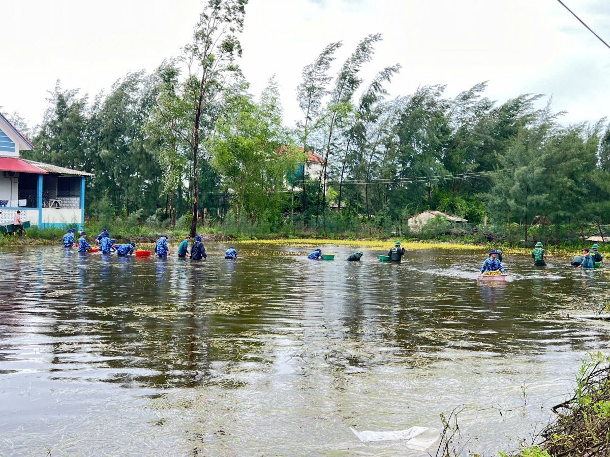 Cán bộ, chiến sỹ Hải đội 202 phối hợp với Đồn Biên phòng cửa khẩu Cảng Cửa Việt thu hoạch lúa giúp dân vùng ngập lụt
