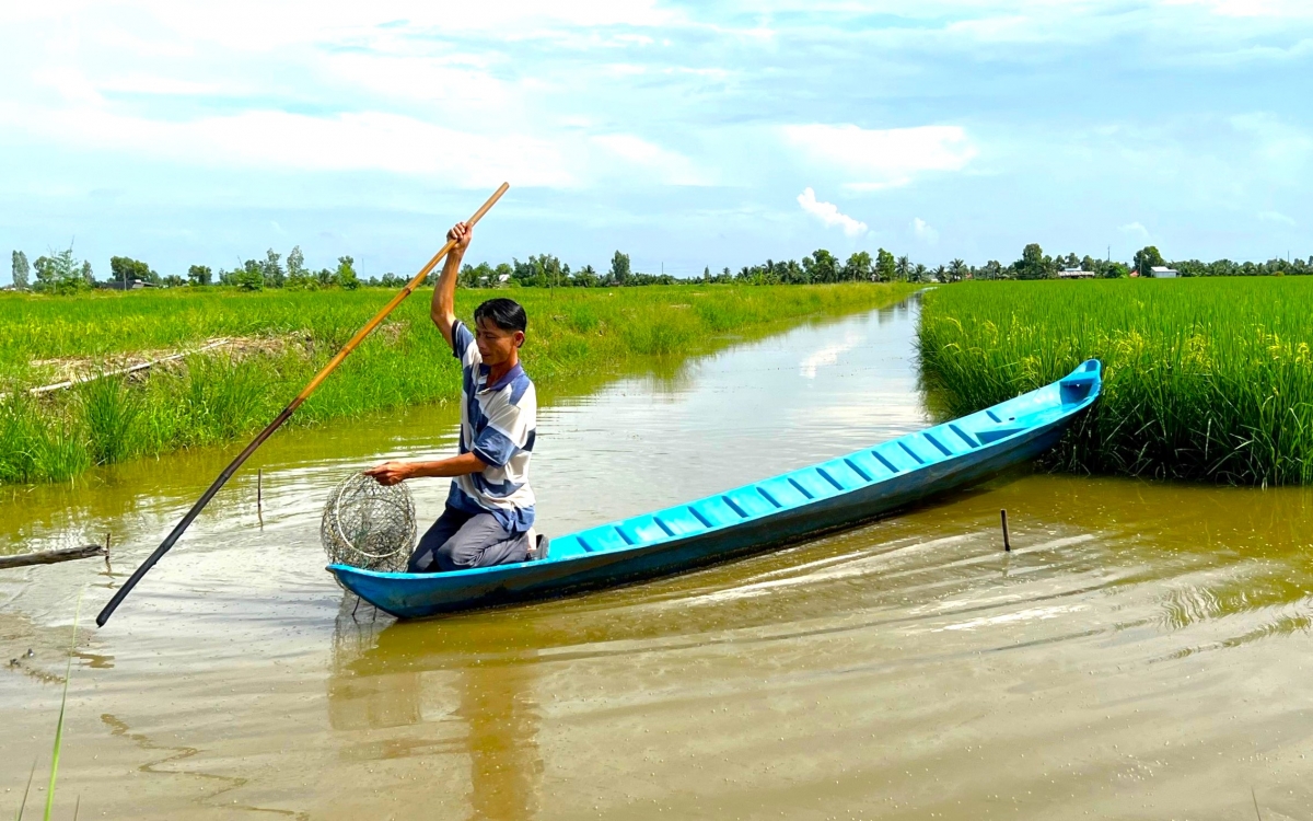 Tỉnh Cà Mau có thế mạnh sản xuất lúa trên đất nuôi tôm có chất lượng cao