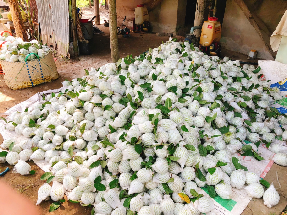 Trái ổi chất lượng cao, trồng đúng quy trình kỹ thuật nhưng giá chỉ trên dưới 1000 đồng/kg.