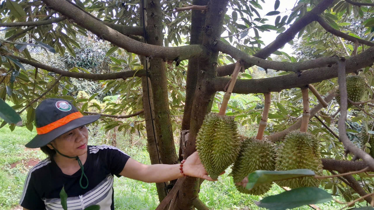 Bà Hồ Thị Diệu lo lắng khi mưa nhiều sẽ gây rụng trái.
