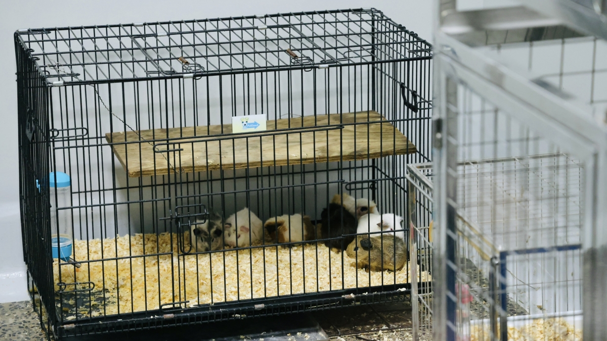 VOV - Trung tâm nghiên cứu tiền lâm sàng (Animal Lab) sẽ đóng vai trò thiết yếu trong việc nâng cao kỹ năng thực hành, giảm thiểu rủi ro trong can thiệp thực tế