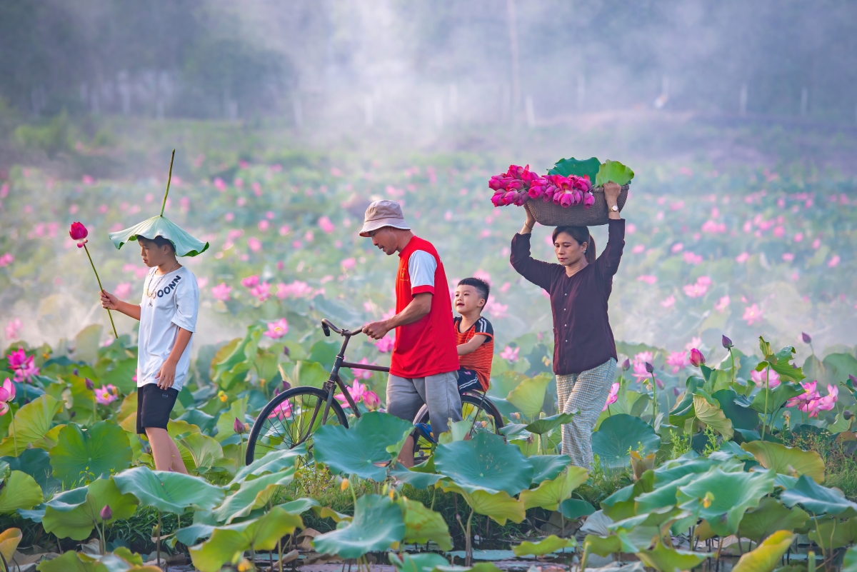 Cánh đồng sen trong sớm bình minh và bát ngát hương thơm ngào ngạt sẽ là món quà tuyệt vời cho du khách đam mê khám phá.