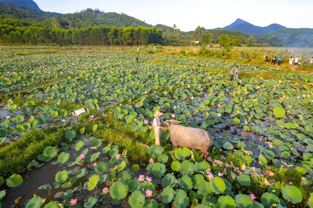 Khi mùa sen nở đẹp đã thu hút rất nhiều du khách và nhiếp ảnh gia đến đây để lưu lại những khoảnh khắc đẹp bên cánh đồng sen Trà Lý tuyệt đẹp.