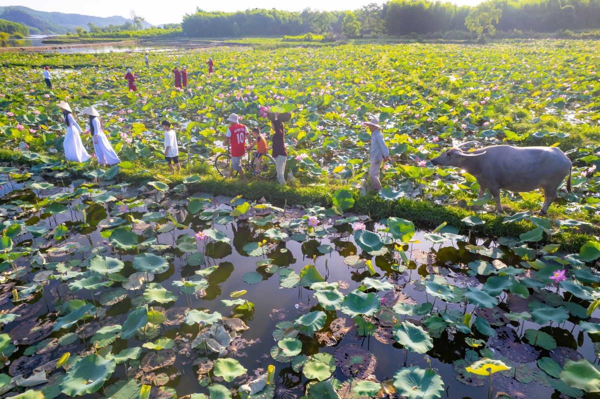Cách Đà Nẵng hơn 50 km về phía Nam, có một đầm sen đang vào mùa hoa nở đẹp nhất trong năm. Đó là đầm sen Trà Lý, huyện Duy Xuyên.