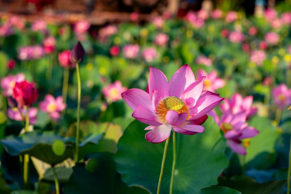 Mùa sen tại đây nở rộ và đẹp nhất từ tháng 5 đến tháng 7 hàng năm.