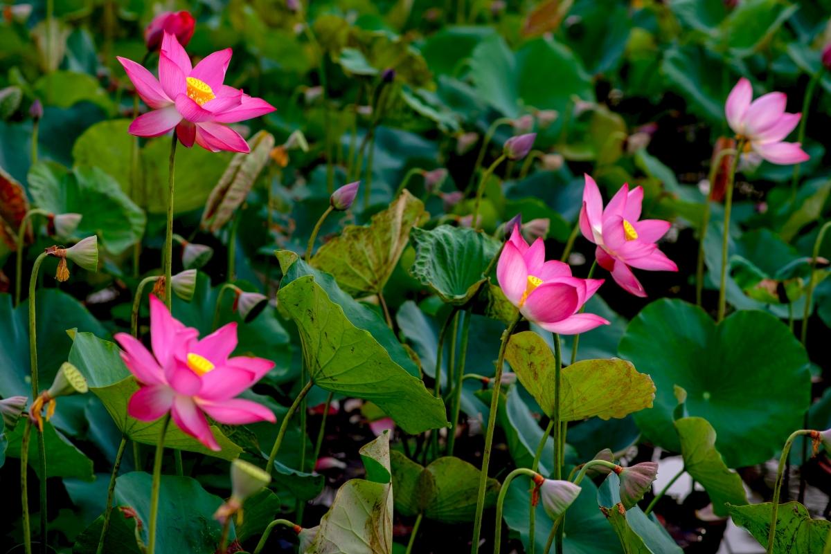 Đến Đầm sen Trà Lý thời điểm sen nở sẽ được cảm nhận mùi hương sen thơm ngát lan tỏa khắp cánh đồng.