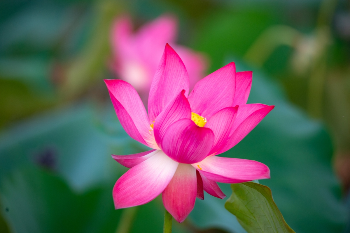 Ngắm những cánh sen hồng khoe sắc tạo cho mỗi chúng ta cảm giác nhẹ nhàng trong tâm hồn và hướng về những điều tích cực trong cuộc sống.