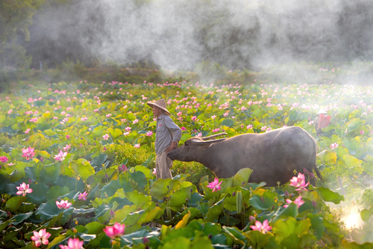 Đầm sen trong nắng sớm hòa với làn sương mờ ảo giữa một vùng quê yên bình tạo nên một bức tranh tuyệt đẹp xao xuyến lòng người.