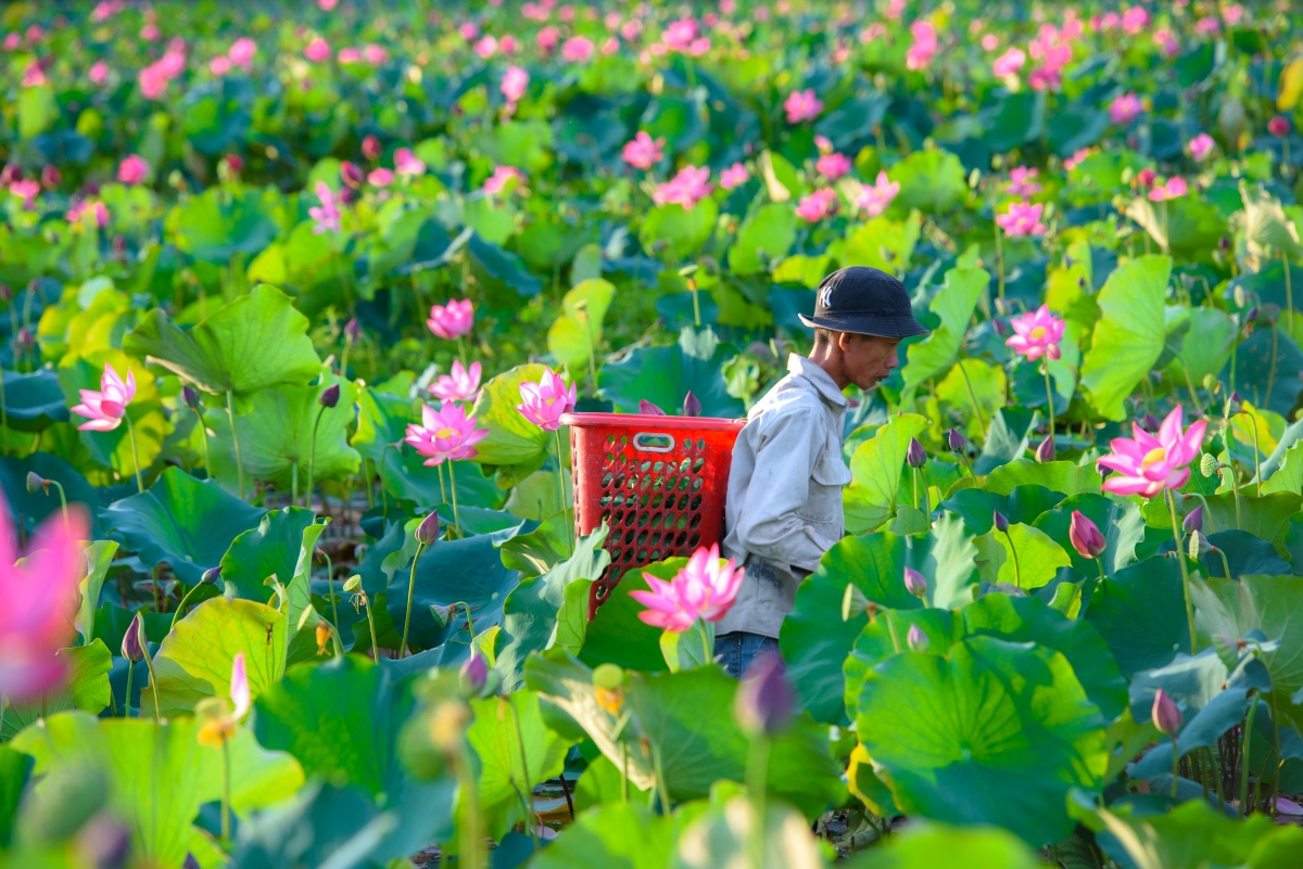 Nguồn thu nhập từ trồng sen cũng dần ổn định và thu hút khách du lịch đến tham quan.