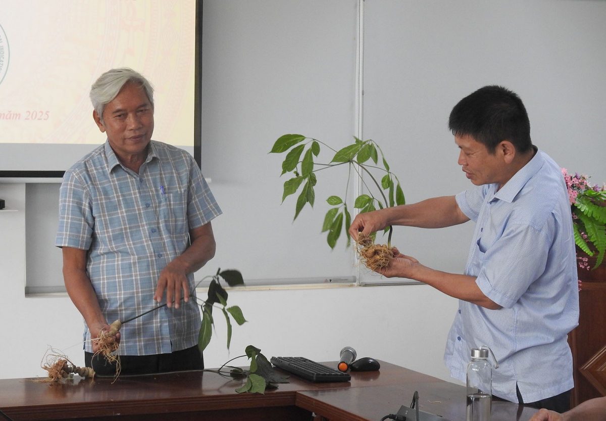Hướng dẫn 4 tổ chức, cá nhân mới được cấp Giấy chứng nhận quyền sử dụng chỉ dẫn địa lý “Ngọc Linh” sử dụng tem chỉ dẫn địa lý cho sản phẩm sâm củ.