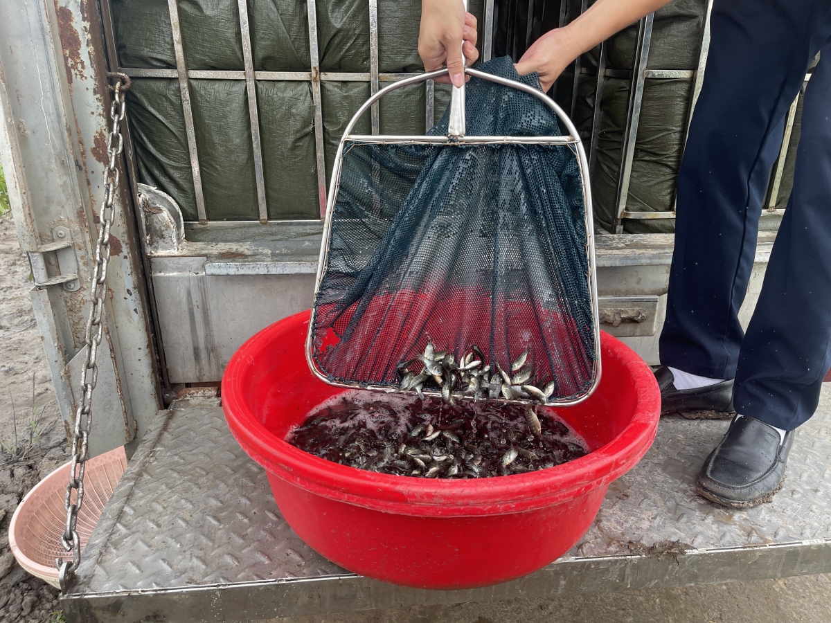 Giống cá rô 78