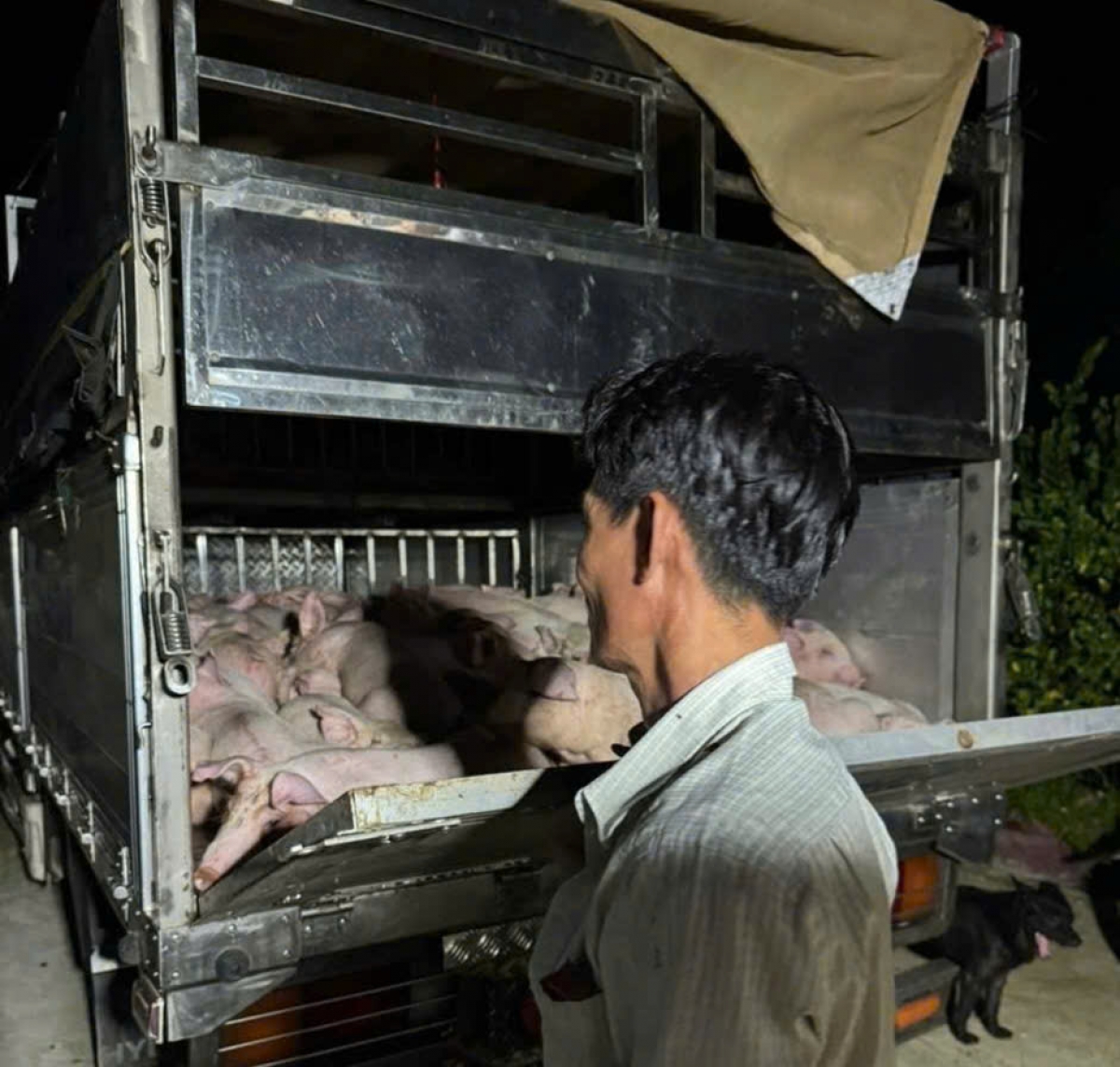 Lực lượng chức năng phát hiện phương tiện đang vận chuyển động vật trong đêm.