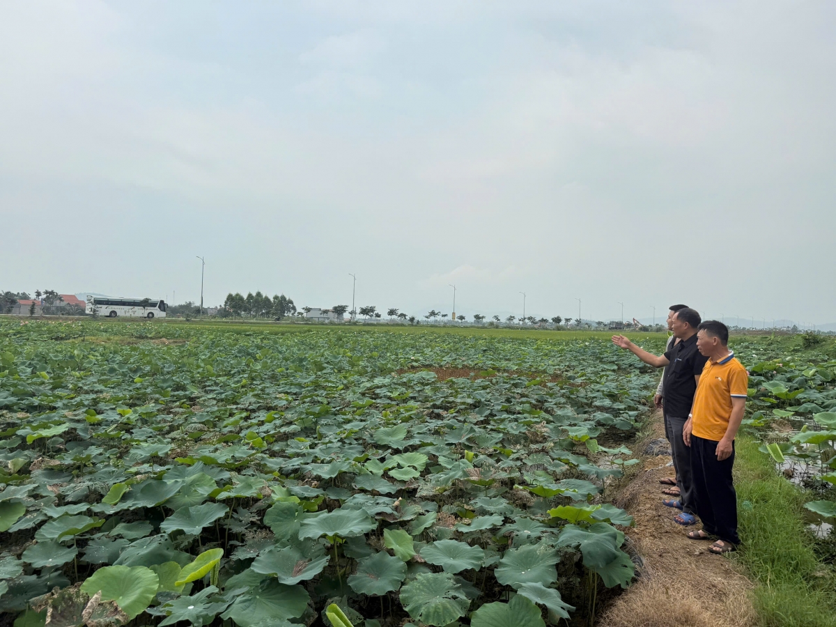 Mô hình trồng Sen lấy hoa, hạt đang phát huy hiệu quả kinh tế ở khu Bình Lục Hạ, Đông Triều, Quảng Ninh.